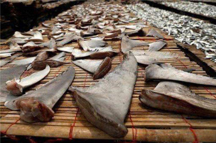 ماجرای طبخ سوپ باله کوسه در رستورانهای لاکچری تهران